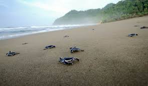 sukamade turtle tour